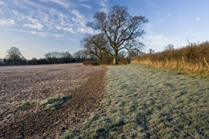 Devon Landscape Impressions: Field and trees at dawn, Devon