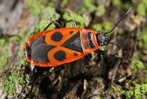Pyrrhocoris Apterus Impressions: Firebug