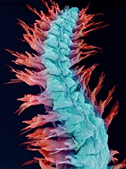 Polychaete Worms Impressions: Fireworm, SEM