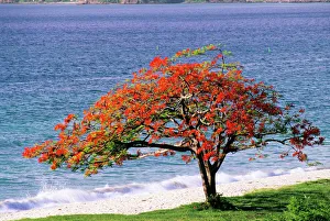 Royal Poinciana Tree Impressions: Flamboyant tree