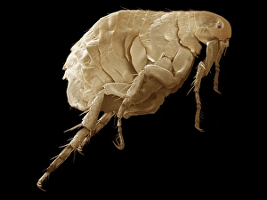 Blood Feeding Insects Impressions: Flea, SEM