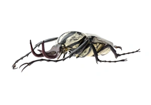 Beetle Images Impressions: Flower beetle