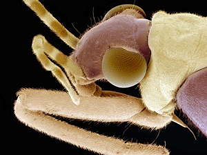 Compound Eyes Insect Impressions: Flower bug, SEM