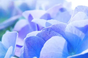 Fleur Impressions: H hydrangée ( Hydrangea macrophylla )