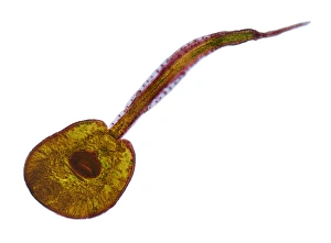 Light Micrograph Images Impressions: Fluke larva, light micrograph