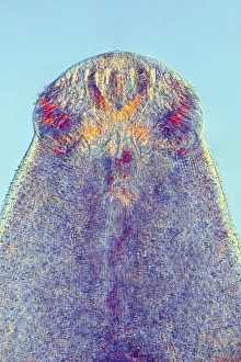 Light Micrograph Images Impressions: Fluke worm, light micrograph