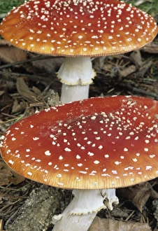 Toxic Mushrooms Impressions: Fly Agaric