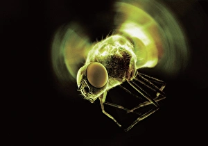 Compound Eye Insect Impressions: Fly in flight, computer artwork