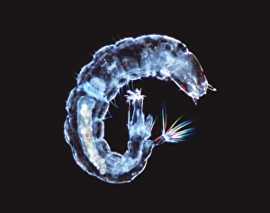 Images datées de 2001 mai: Larve de papillon volant sous microscope à lumière faible