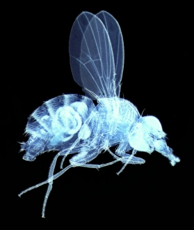 Compound Eye Structure Impressions: Fly, light micrograph