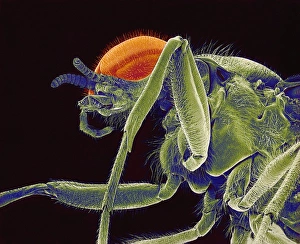 Compound Eye Anatomy Impressions: Fly, SEM