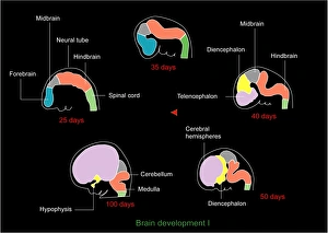 Le développement du cerveau fœtal et l'art