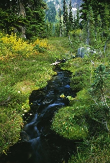 Forest Scenery Photos Impressions: Forest stream