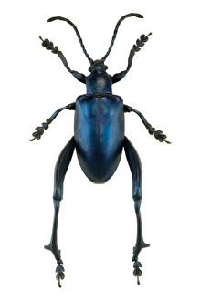 Insect Anatomy Impressions: Frog beetle