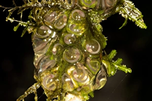 Tadpole Development Impressions: Frog eggs