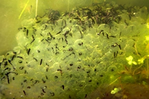 Impressions de Les œufs de grenouille. Les caractéristiques des larves de grenouille sont clairement visibles. Les œufs de grenouille se développeront généralement et éclosseront en larves avec une semaine Images datées de 2006 août: Spawns de grenouille