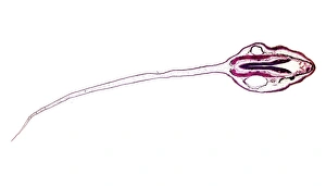 Light Microscopy Images Impressions: Frog tadpole, light micrograph