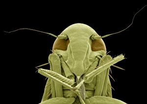 Insect Mouthparts SEM Impressions: Froghopper, SEM