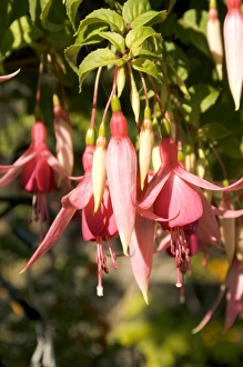 Exotic Flowers Impressions: Fuchsia Cascade