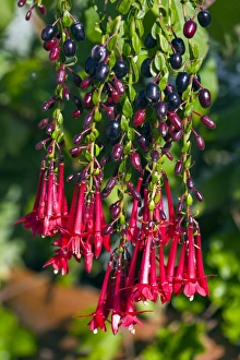 Tropical Plant Images Impressions: Fuchsia sp