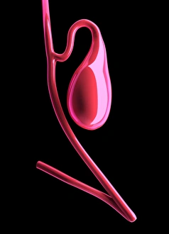 Human Digestive System Organs Impressions: Gall bladder, artwork