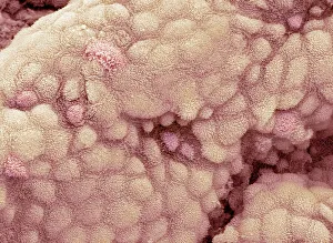 SEM Impressions: Surface du gallibasque sous microscope électronique à balayage (SEM)