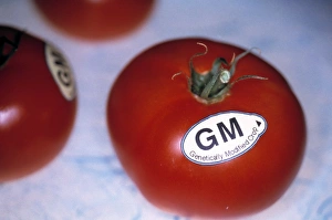 Images datées du 12 mars 2003: Tomates génétiquement modifiés