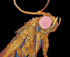 Compound Eyes Insect Impressions: Geometer moth, SEM