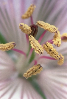 Geranium Flower Impressions: Geranium flower