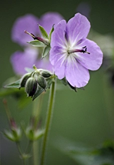 Red Geraniums Impressions: Geranium (Geranium eriostemon)