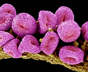 Scanning Electron Microscopy Images Impressions: Geranium pollen, SEM