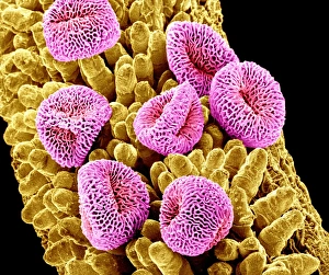 Scanning Electron Micrograph Of Pollen Impressions: Geranium pollen, SEM C015 / 9155
