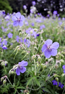 Botanical Images Impressions: Geraniums