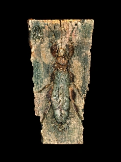 Insect Camouflage Techniques Impressions: Ghost insect