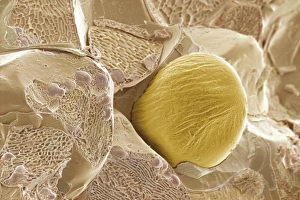 Scanning Electron Micrograph Impressions: Ginger, SEM
