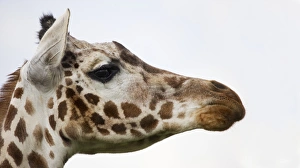 Ugandan Wildlife Impressions: Giraffe