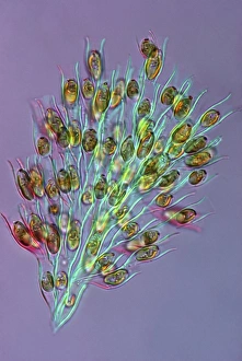 Images datées du 8 mars 2013: Algae dorée sous microscope à lumière faible