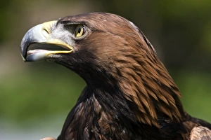 Large Bird Of Prey Impressions: Golden eagle