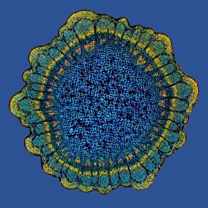 Polarised Light Microscopy Impressions: Grape vine stem, light micrograph