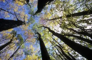 Graphiques Et Motifs Impressions: Les arbres d'aspin