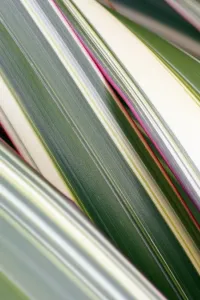Graphiques Et Motifs Impressions: Feuilles de Phormium