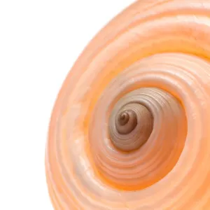 Graphiques Et Motifs Impressions: Coquille d'escargot