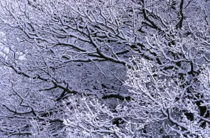 Oak Tree Branches Impressions: Snow on branches