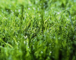 Green Grass Impressions: Grass