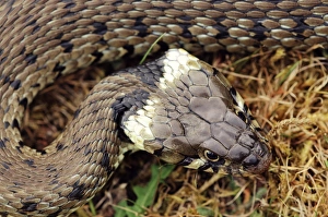 Natrix Natrix Impressions: Grass snake