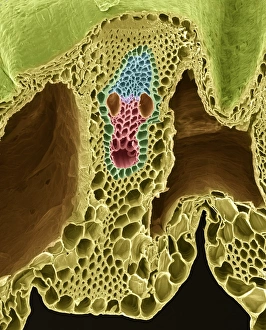 Plant Vascular System Impressions: Grass stem, SEM