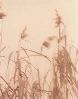 Grasses