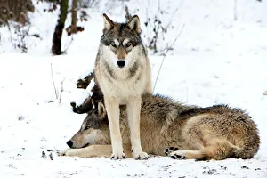 Images datées de 2014: Gray wolf