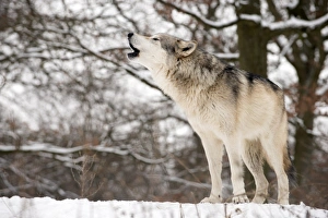 Canis Lupus Behavior Impressions: Gray wolf howling