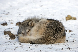 Gray Wolf Behavior Impressions: Gray wolf sleeping